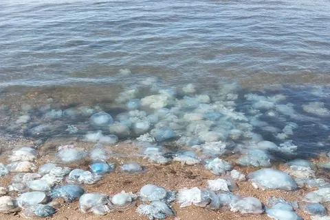 Росія вбила Азовське море. Буквально, — Андрющенко